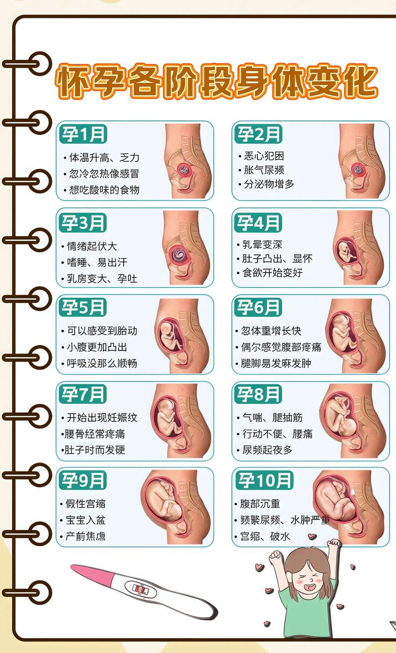 揭秘供卵代孕妈妈怀孕小腹分两节，孕期变化的奥秘铁岭代生机构:
